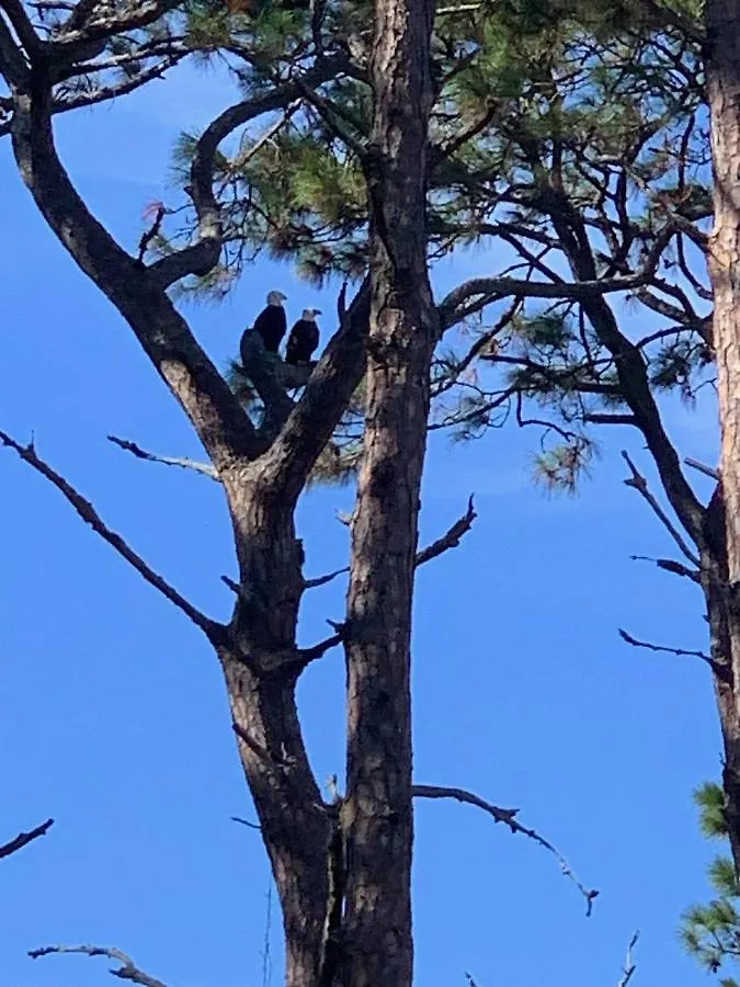 315 - The Eagles Nest Jekyll Island